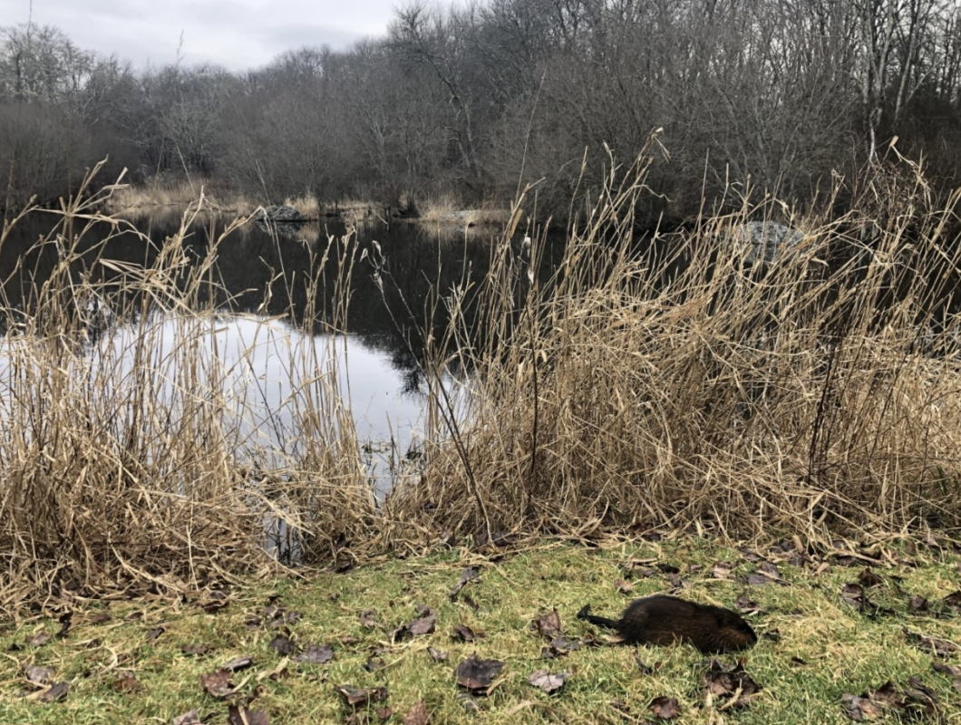 Ask A Naturalist What is the creature that lives at Red Maple Pond